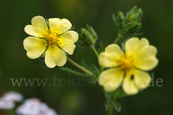 Hohes Fingerkraut (Potentilla recta)