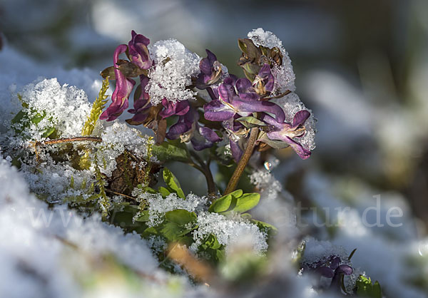 Hohler Lerchensporn (Corydalis cava)