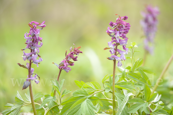 Hohler Lerchensporn (Corydalis cava)