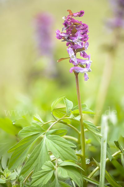 Hohler Lerchensporn (Corydalis cava)