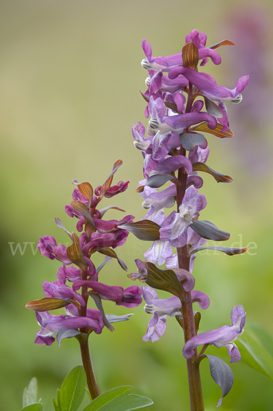 Hohler Lerchensporn (Corydalis cava)