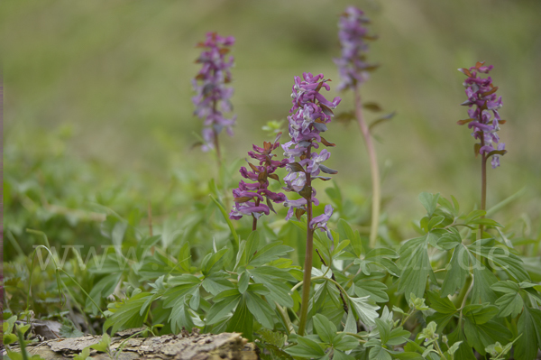 Hohler Lerchensporn (Corydalis cava)