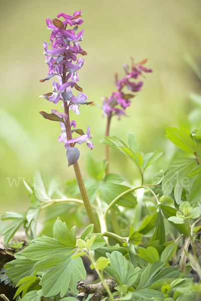 Hohler Lerchensporn (Corydalis cava)