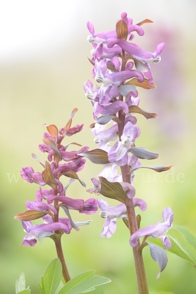 Hohler Lerchensporn (Corydalis cava)