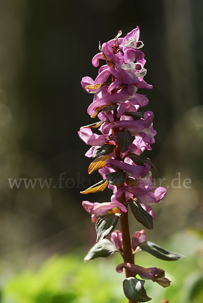 Hohler Lerchensporn (Corydalis cava)