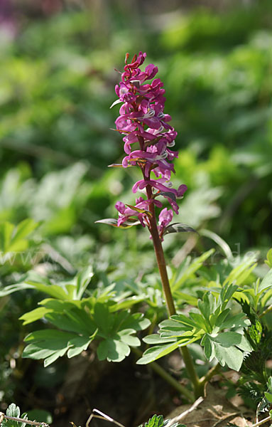 Hohler Lerchensporn (Corydalis cava)