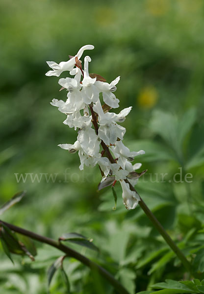 Hohler Lerchensporn (Corydalis cava)