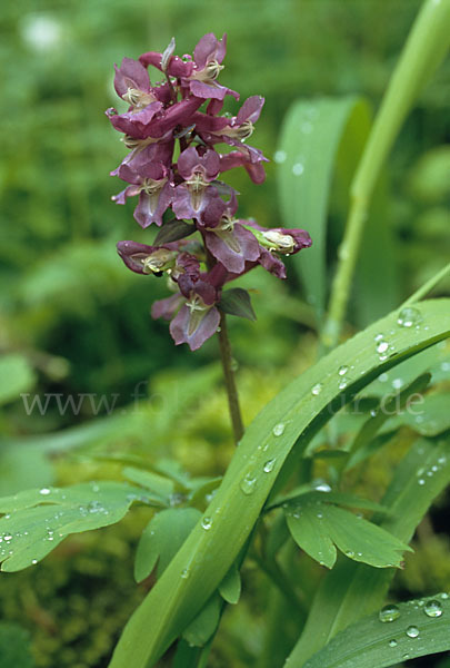 Hohler Lerchensporn (Corydalis cava)