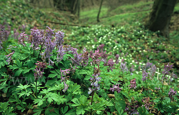 Hohler Lerchensporn (Corydalis cava)