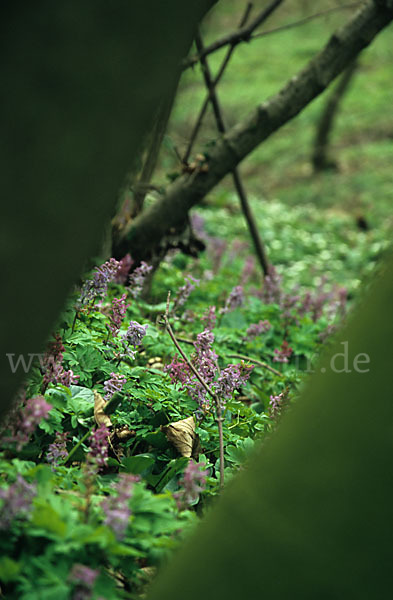 Hohler Lerchensporn (Corydalis cava)