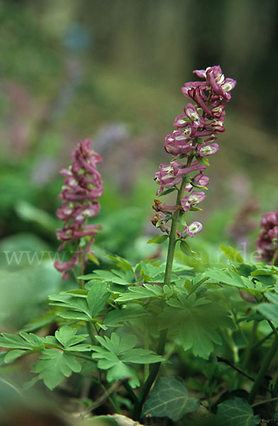 Hohler Lerchensporn (Corydalis cava)