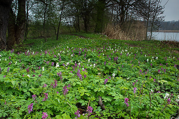 Hohler Lerchensporn (Corydalis cava)