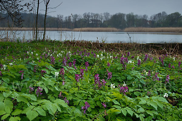 Hohler Lerchensporn (Corydalis cava)