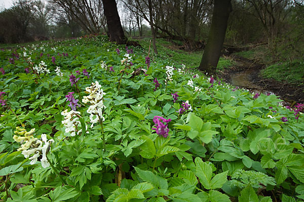 Hohler Lerchensporn (Corydalis cava)