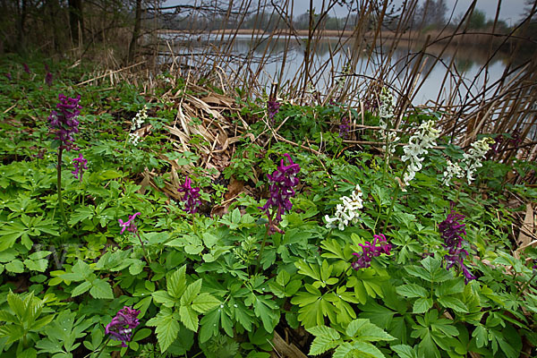 Hohler Lerchensporn (Corydalis cava)