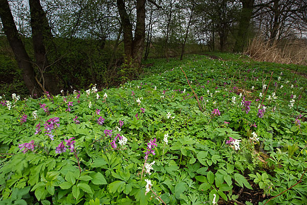 Hohler Lerchensporn (Corydalis cava)