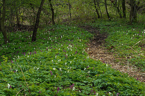 Hohler Lerchensporn (Corydalis cava)