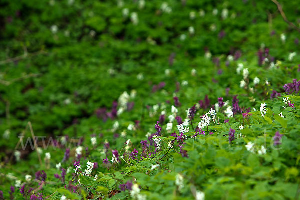 Hohler Lerchensporn (Corydalis cava)