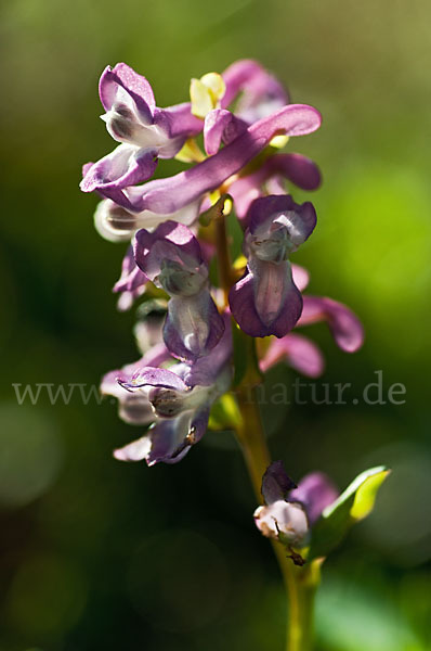 Hohler Lerchensporn (Corydalis cava)