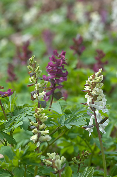 Hohler Lerchensporn (Corydalis cava)