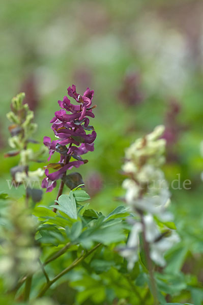 Hohler Lerchensporn (Corydalis cava)