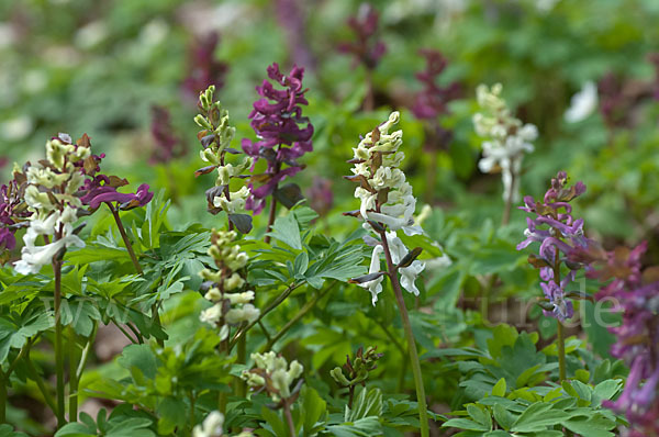 Hohler Lerchensporn (Corydalis cava)