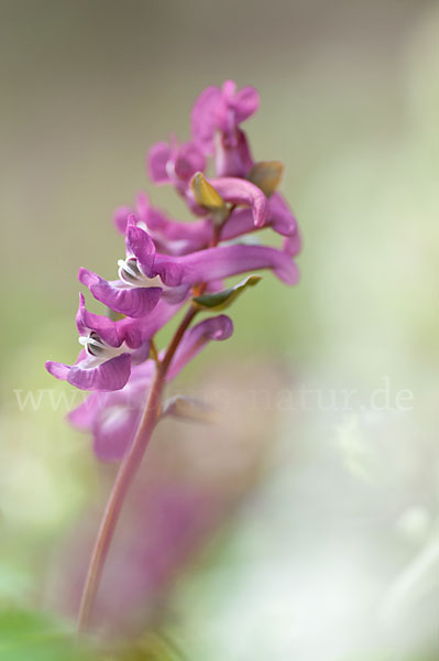 Hohler Lerchensporn (Corydalis cava)