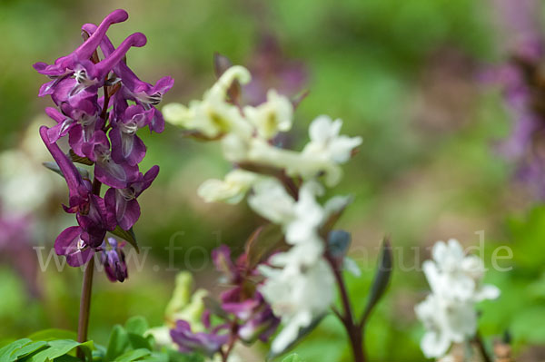 Hohler Lerchensporn (Corydalis cava)