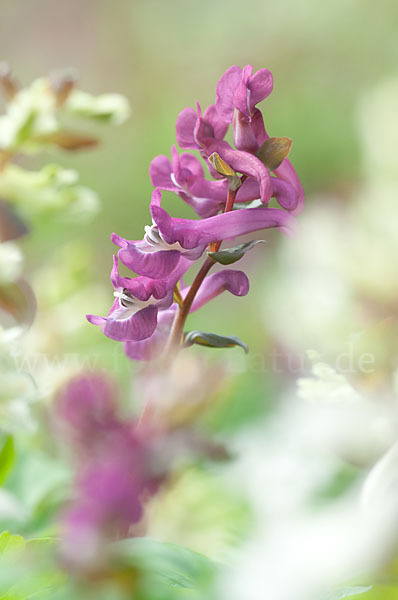 Hohler Lerchensporn (Corydalis cava)