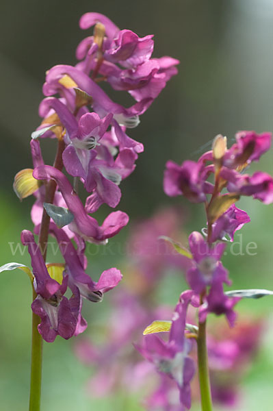 Hohler Lerchensporn (Corydalis cava)