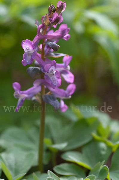 Hohler Lerchensporn (Corydalis cava)