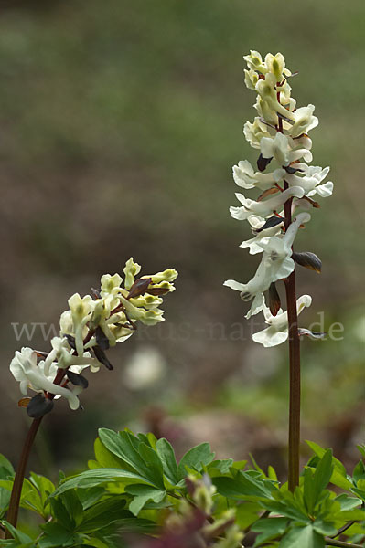 Hohler Lerchensporn (Corydalis cava)