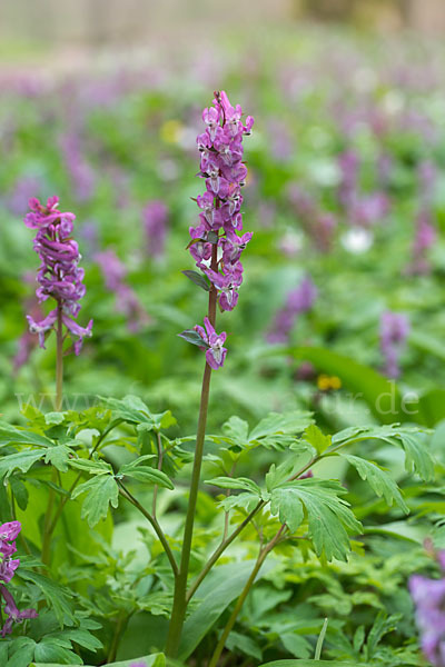 Hohler Lerchensporn (Corydalis cava)