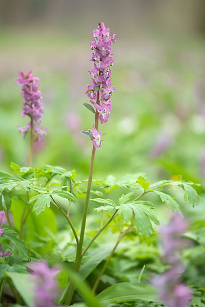 Hohler Lerchensporn (Corydalis cava)