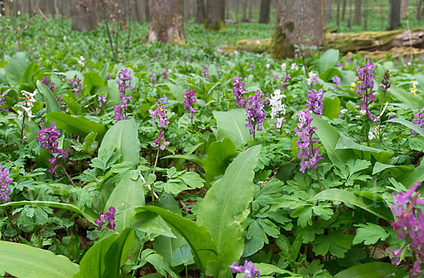 Hohler Lerchensporn (Corydalis cava)