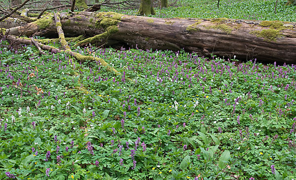 Hohler Lerchensporn (Corydalis cava)