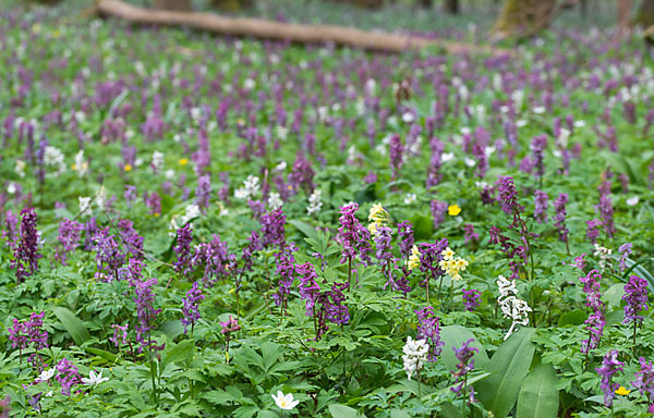 Hohler Lerchensporn (Corydalis cava)