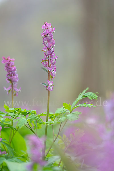 Hohler Lerchensporn (Corydalis cava)