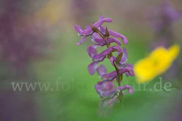 Hohler Lerchensporn (Corydalis cava)