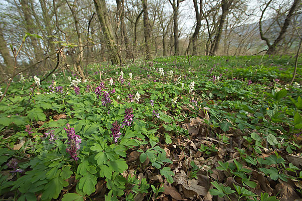 Hohler Lerchensporn (Corydalis cava)