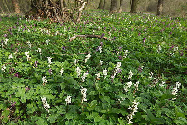 Hohler Lerchensporn (Corydalis cava)