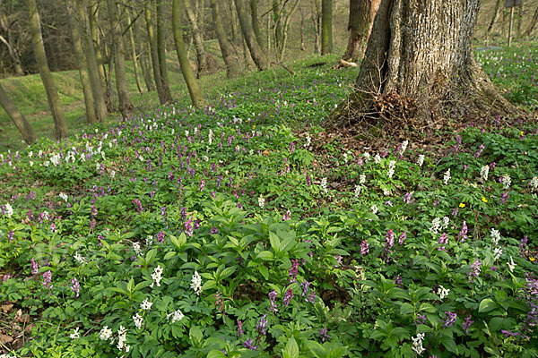 Hohler Lerchensporn (Corydalis cava)