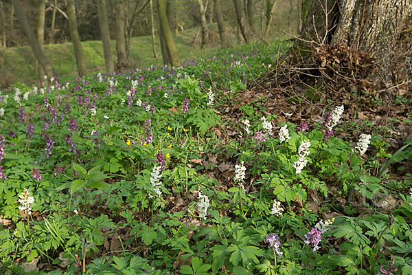 Hohler Lerchensporn (Corydalis cava)