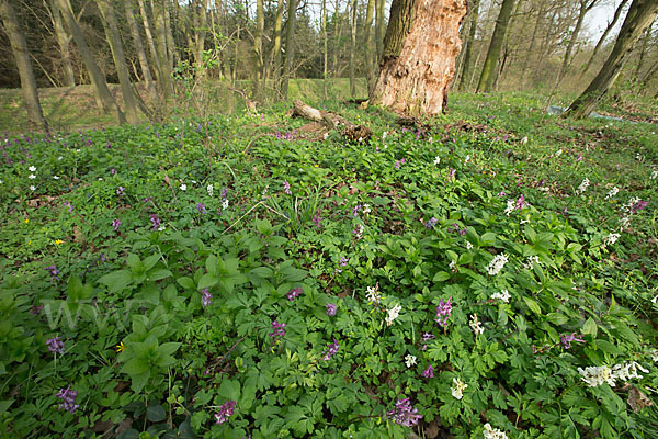 Hohler Lerchensporn (Corydalis cava)