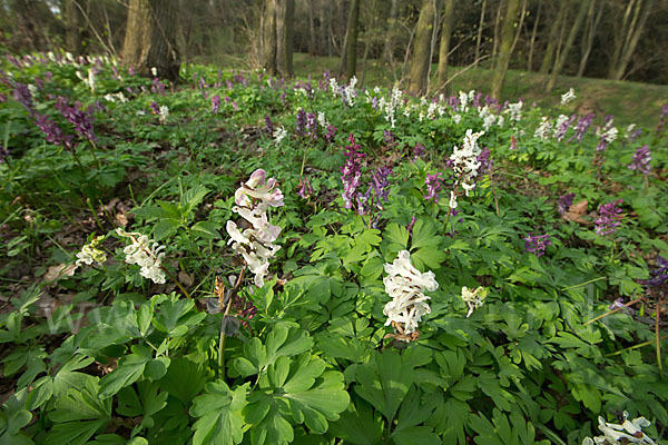 Hohler Lerchensporn (Corydalis cava)