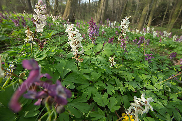 Hohler Lerchensporn (Corydalis cava)