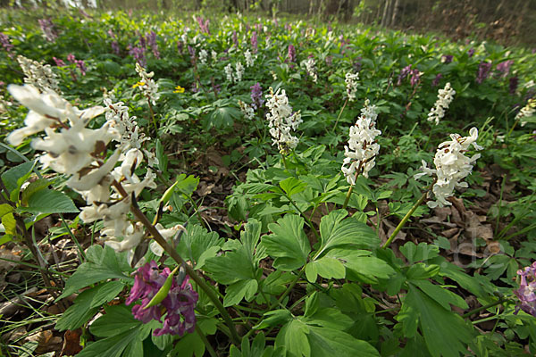 Hohler Lerchensporn (Corydalis cava)