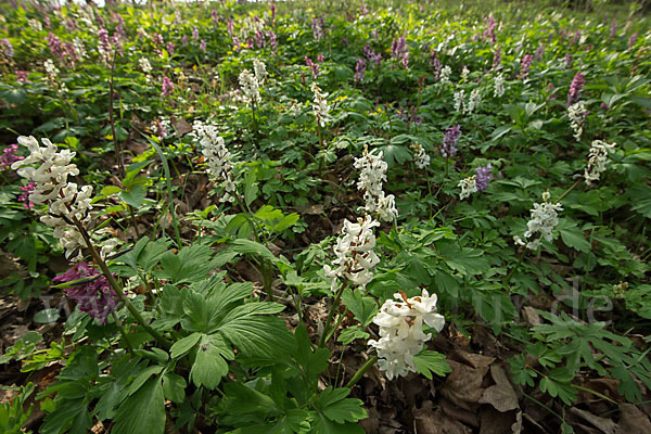 Hohler Lerchensporn (Corydalis cava)