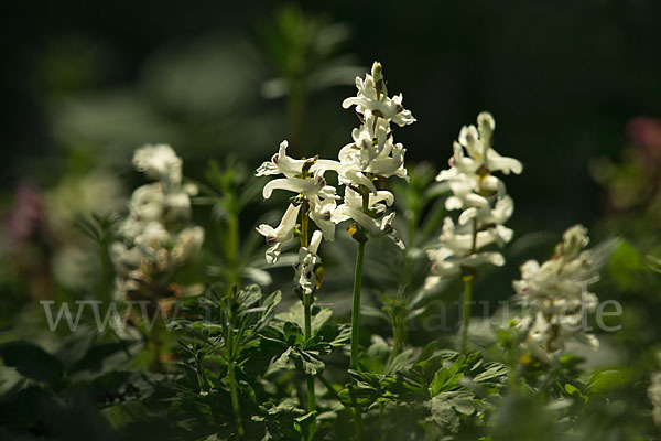 Hohler Lerchensporn (Corydalis cava)