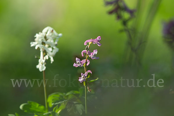 Hohler Lerchensporn (Corydalis cava)